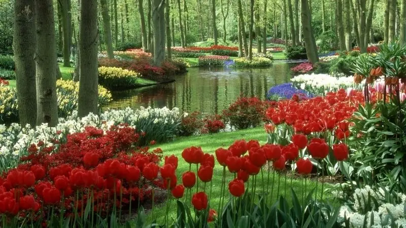 Màu sắc phong phú từ cánh đồng tulip rực rỡ khiến ai cũng phải mê mẩn. Màu sắc phong phú từ cánh đồng tulip rực rỡ khiến ai cũng phải mê mẩn.