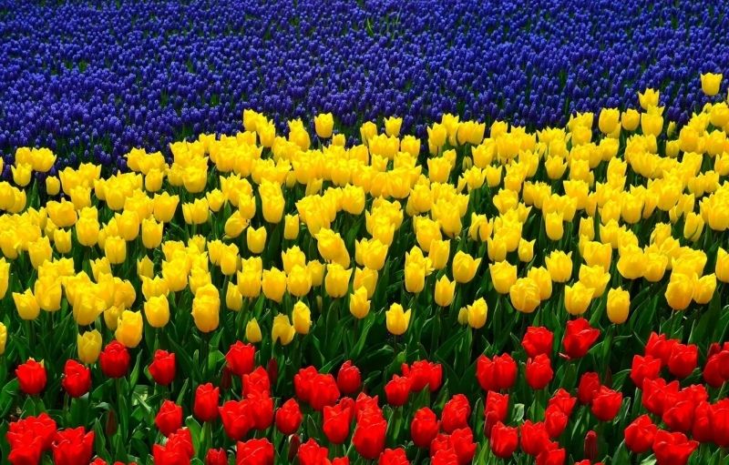 Phong cảnh vườn hoa tulip sặc sỡ là tâm điểm của cánh đồng hoa rực rỡ. Phong cảnh vườn hoa tulip sặc sỡ là tâm điểm của cánh đồng hoa rực rỡ.