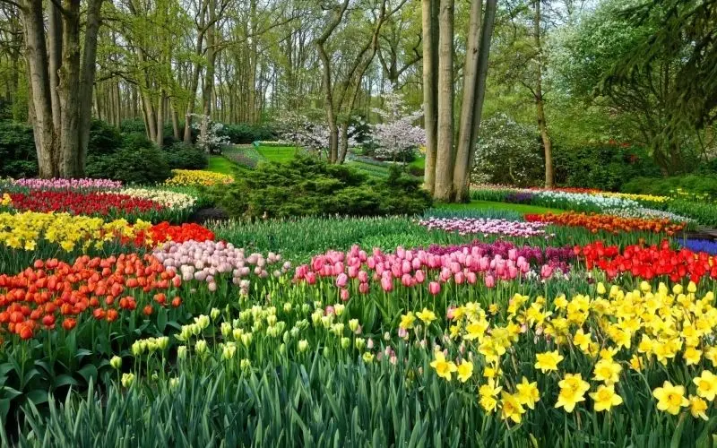 Cánh đồng tulip rực rỡ, bức tranh thiên nhiên không thể bỏ lỡ. Cánh đồng tulip rực rỡ, bức tranh thiên nhiên không thể bỏ lỡ.