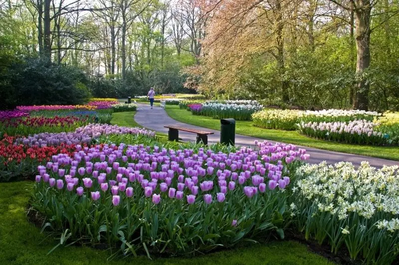 Dạo chơi giữa cánh đồng tulip rực rỡ, chiêm ngưỡng hoa tulip khoe sắc. Dạo chơi giữa cánh đồng tulip rực rỡ, chiêm ngưỡng hoa tulip khoe sắc.