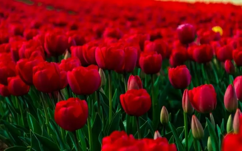 Phong cảnh vườn hoa tulip sặc sỡ, thiên đường sắc màu giữa cánh đồng. Phong cảnh vườn hoa tulip sặc sỡ, thiên đường sắc màu giữa cánh đồng.