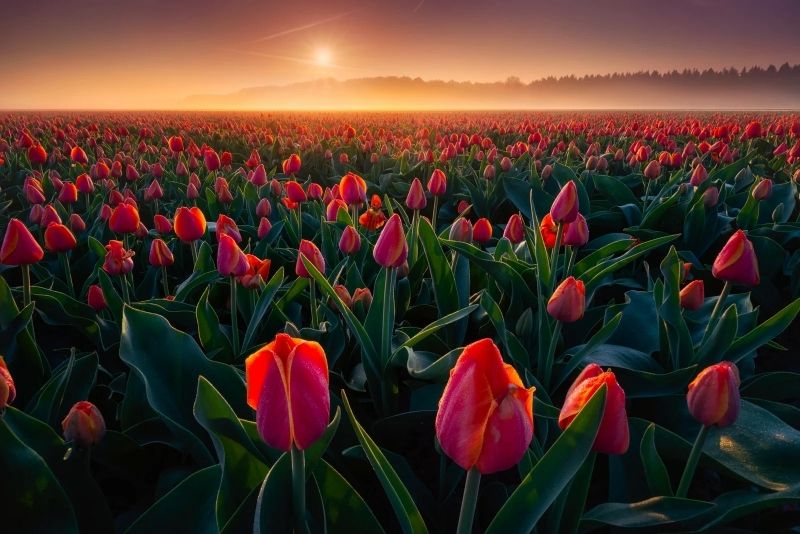 Dạo bước trong cánh đồng tulip rực rỡ, thả hồn theo hương sắc thiên nhiên. Dạo bước trong cánh đồng tulip rực rỡ, thả hồn theo hương sắc thiên nhiên.