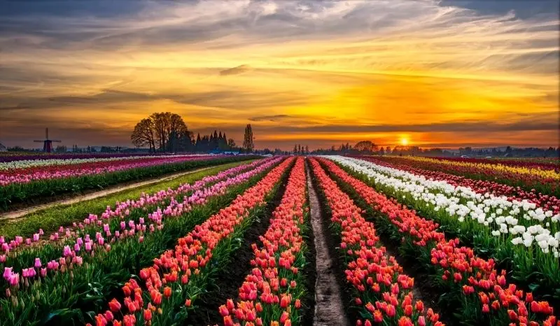 Phong cảnh vườn hoa tulip sặc sỡ bừng sáng cả cánh đồng rực rỡ. Phong cảnh vườn hoa tulip sặc sỡ bừng sáng cả cánh đồng rực rỡ.