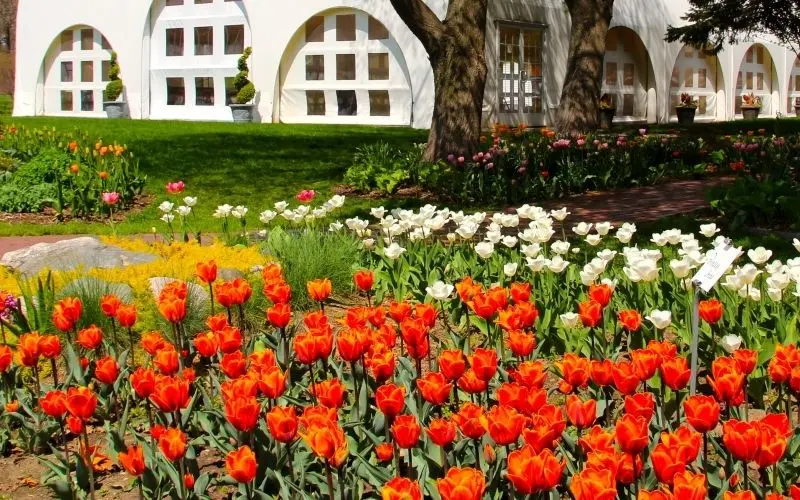 Cánh đồng tulip rực rỡ với sắc đỏ, vàng, hồng đan xen hoàn hảo. Cánh đồng tulip rực rỡ với sắc đỏ, vàng, hồng đan xen hoàn hảo.