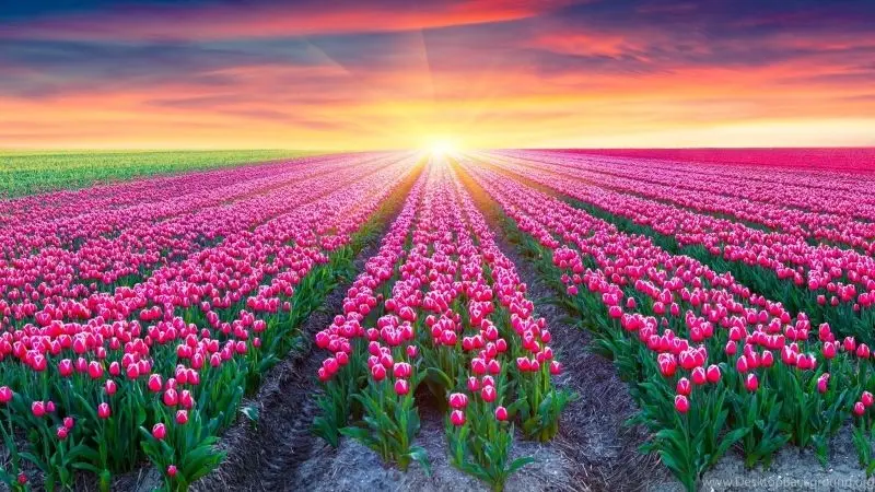 Phong cảnh vườn hoa tulip sặc sỡ trong không gian cánh đồng bát ngát. Phong cảnh vườn hoa tulip sặc sỡ trong không gian cánh đồng bát ngát.
