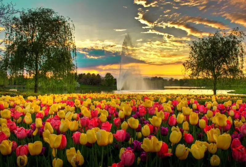 Cánh đồng tulip rực rỡ, điểm nhấn nổi bật của phong cảnh hoa tulip. Cánh đồng tulip rực rỡ, điểm nhấn nổi bật của phong cảnh hoa tulip.