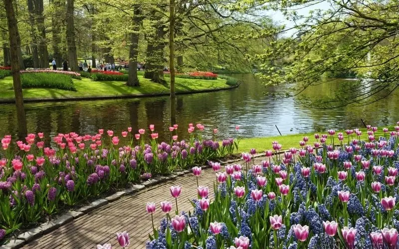 Ngắm nhìn cánh đồng tulip rực rỡ, tận hưởng vẻ đẹp sặc sỡ của hoa. Ngắm nhìn cánh đồng tulip rực rỡ, tận hưởng vẻ đẹp sặc sỡ của hoa.