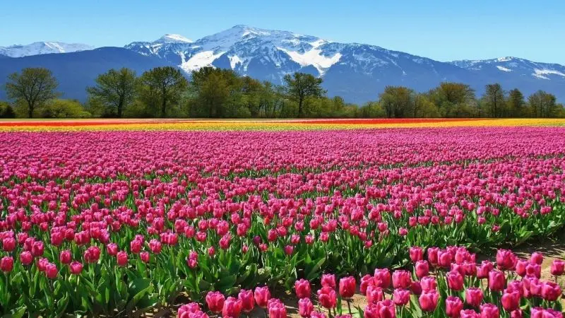 Phong cảnh vườn hoa tulip sặc sỡ, nơi tạo nên những kỷ niệm khó quên. Phong cảnh vườn hoa tulip sặc sỡ, nơi tạo nên những kỷ niệm khó quên.