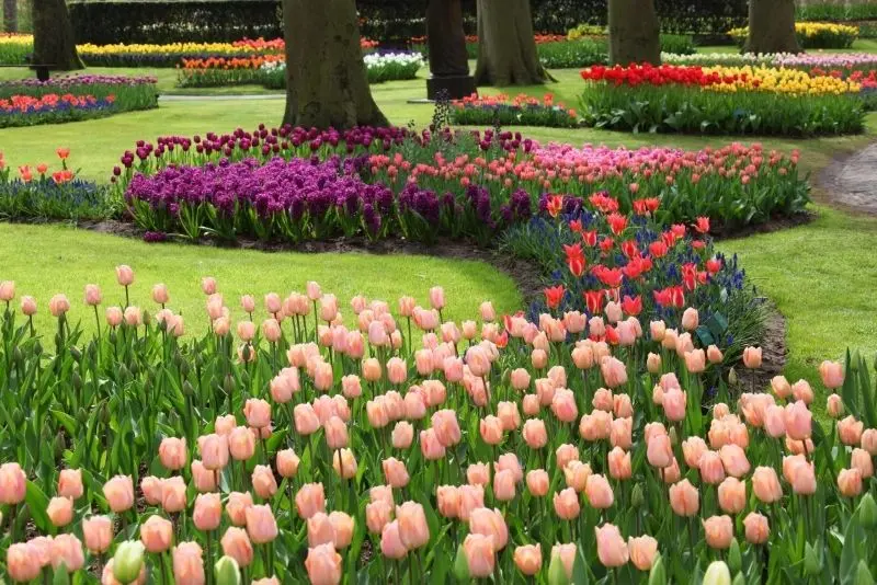 Cánh đồng tulip rực rỡ, không gian lý tưởng cho những tâm hồn yêu hoa. Cánh đồng tulip rực rỡ, không gian lý tưởng cho những tâm hồn yêu hoa.