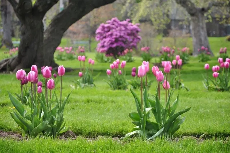 Phong cảnh vườn hoa tulip sặc sỡ với ánh nắng vàng trải trên cánh đồng. Phong cảnh vườn hoa tulip sặc sỡ với ánh nắng vàng trải trên cánh đồng.