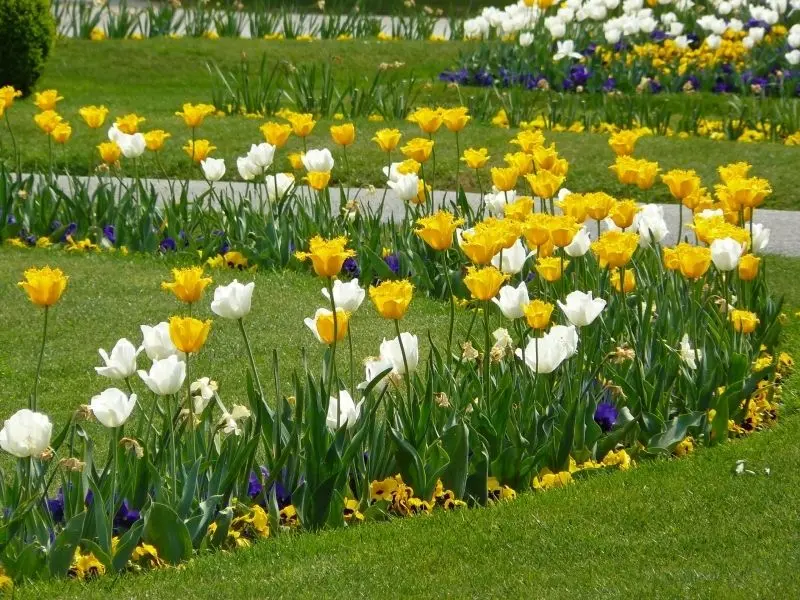 Cánh đồng tulip rực rỡ, nơi bạn hòa mình vào không gian sắc màu. Cánh đồng tulip rực rỡ, nơi bạn hòa mình vào không gian sắc màu.