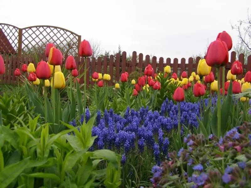 Những bông hoa tulip trên cánh đồng rực rỡ tạo nên vẻ đẹp kỳ diệu. Những bông hoa tulip trên cánh đồng rực rỡ tạo nên vẻ đẹp kỳ diệu.