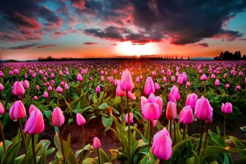 Phong cảnh vườn hoa tulip sặc sỡ trải dài trên cánh đồng rực rỡ. Phong cảnh vườn hoa tulip sặc sỡ trải dài trên cánh đồng rực rỡ.