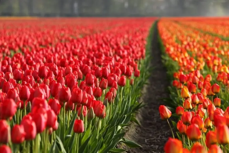 Cánh đồng tulip rực rỡ bừng sáng trong sắc xuân đầy sức sống. Cánh đồng tulip rực rỡ bừng sáng trong sắc xuân đầy sức sống.