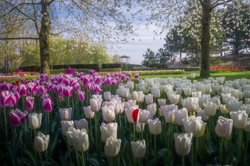 Phong cảnh vườn hoa tulip sặc sỡ, nơi tôn vinh vẻ đẹp tự nhiên của hoa. Phong cảnh vườn hoa tulip sặc sỡ, nơi tôn vinh vẻ đẹp tự nhiên của hoa.
