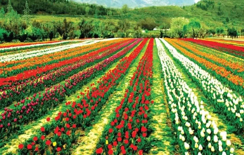 Cánh đồng tulip rực rỡ, không gian xanh mát với sắc màu ấn tượng. Cánh đồng tulip rực rỡ, không gian xanh mát với sắc màu ấn tượng.
