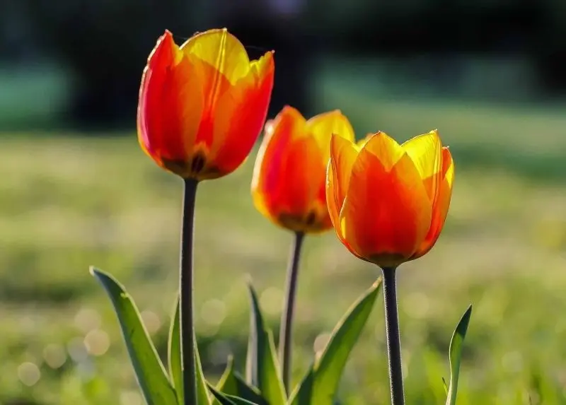 Tận hưởng vẻ đẹp cánh đồng tulip rực rỡ giữa trời xanh bát ngát. Tận hưởng vẻ đẹp cánh đồng tulip rực rỡ giữa trời xanh bát ngát.