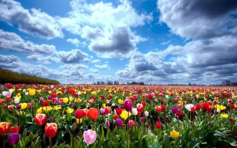 Phong cảnh vườn hoa tulip sặc sỡ làm say đắm bao tâm hồn yêu thiên nhiên. Phong cảnh vườn hoa tulip sặc sỡ làm say đắm bao tâm hồn yêu thiên nhiên.