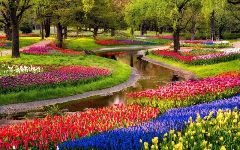 Cánh đồng tulip rực rỡ, nơi sắc màu giao thoa trong không gian thơ mộng. Cánh đồng tulip rực rỡ, nơi sắc màu giao thoa trong không gian thơ mộng.