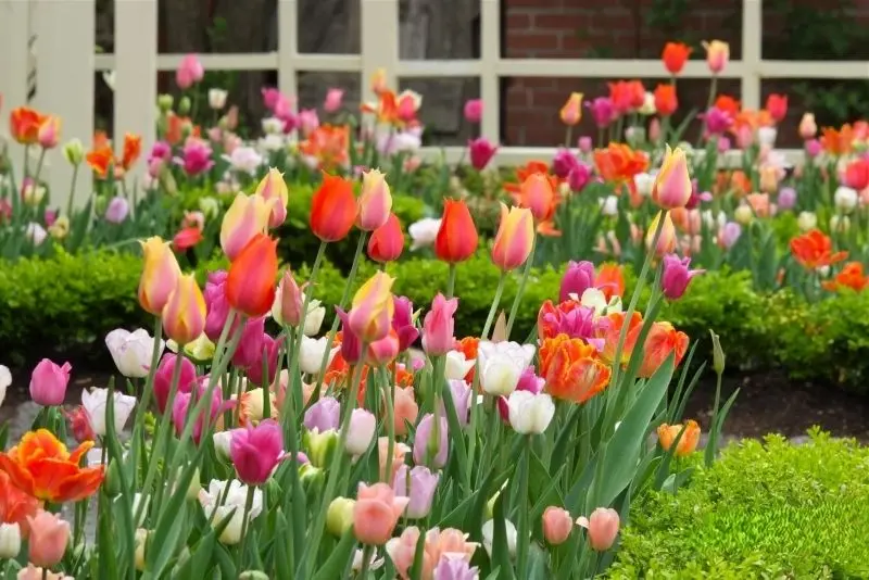 Vườn hoa tulip sặc sỡ tô điểm cho cả cánh đồng rực rỡ, đầy mê hoặc. Vườn hoa tulip sặc sỡ tô điểm cho cả cánh đồng rực rỡ, đầy mê hoặc.