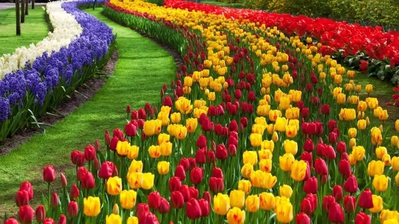 Chiêm ngưỡng cánh đồng tulip rực rỡ, thả hồn theo từng cánh hoa lay động. Chiêm ngưỡng cánh đồng tulip rực rỡ, thả hồn theo từng cánh hoa lay động.
