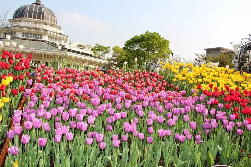 Những bông tulip rực rỡ tạo nên cánh đồng đầy sức sống và tươi mới. Những bông tulip rực rỡ tạo nên cánh đồng đầy sức sống và tươi mới.