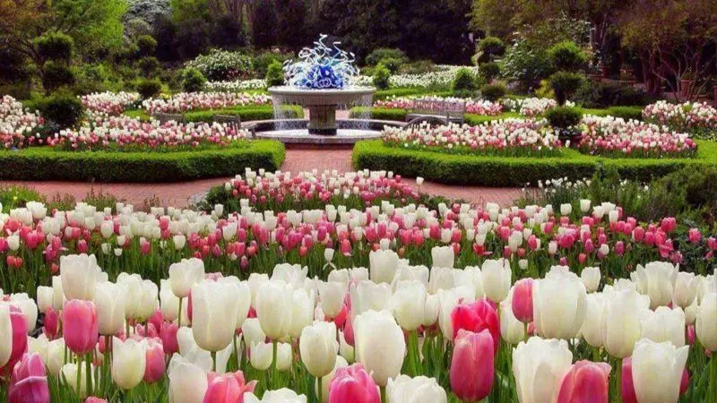 Những bông hoa tulip đầy màu sắc tạo nên cánh đồng rực rỡ tuyệt đẹp. Những bông hoa tulip đầy màu sắc tạo nên cánh đồng rực rỡ tuyệt đẹp.