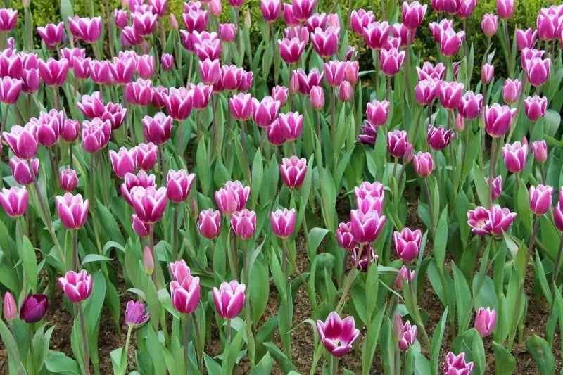 Cánh đồng tulip rực rỡ, thiên đường hoa cho những ai yêu sự lãng mạn. Cánh đồng tulip rực rỡ, thiên đường hoa cho những ai yêu sự lãng mạn.