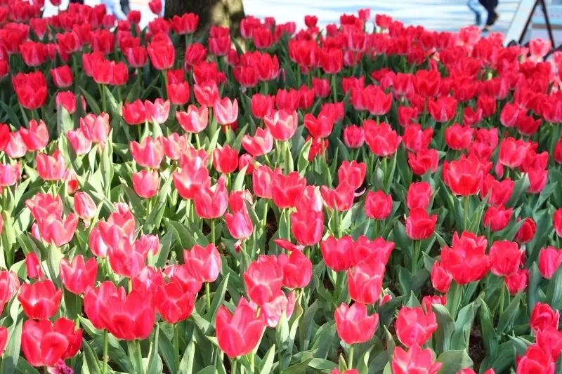 Phong cảnh vườn hoa tulip sặc sỡ, nơi tìm thấy sự yên bình và sắc màu. Phong cảnh vườn hoa tulip sặc sỡ, nơi tìm thấy sự yên bình và sắc màu.