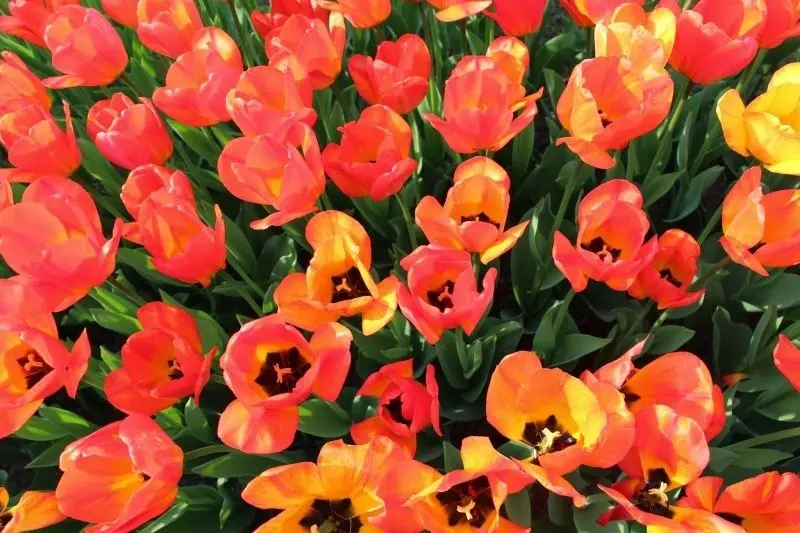 Dạo bước giữa cánh đồng tulip rực rỡ, tận hưởng hương hoa ngọt ngào. Dạo bước giữa cánh đồng tulip rực rỡ, tận hưởng hương hoa ngọt ngào.