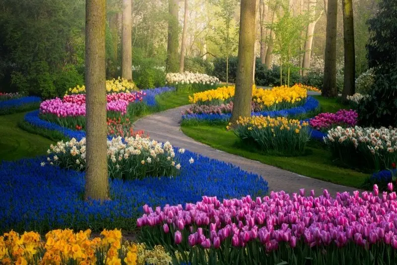 Vườn hoa tulip sặc sỡ giữa cánh đồng rực rỡ, điểm nhấn của mùa xuân. Vườn hoa tulip sặc sỡ giữa cánh đồng rực rỡ, điểm nhấn của mùa xuân.