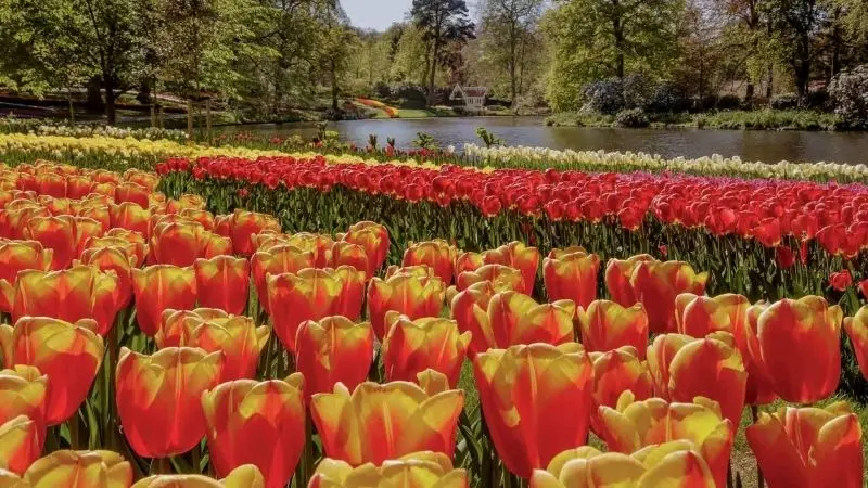 Phong cảnh vườn hoa tulip sặc sỡ, trải nghiệm không thể bỏ lỡ. Phong cảnh vườn hoa tulip sặc sỡ, trải nghiệm không thể bỏ lỡ.
