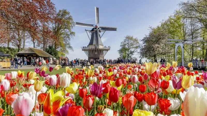 Cánh đồng tulip rực rỡ với hàng ngàn bông hoa tulip sặc sỡ sắc màu. Cánh đồng tulip rực rỡ với hàng ngàn bông hoa tulip sặc sỡ sắc màu.
