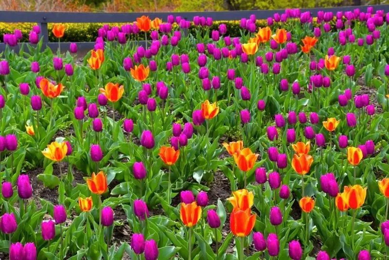 Hoa tulip trong cánh đồng rực rỡ mang đến vẻ đẹp dịu dàng và cuốn hút. Hoa tulip trong cánh đồng rực rỡ mang đến vẻ đẹp dịu dàng và cuốn hút.