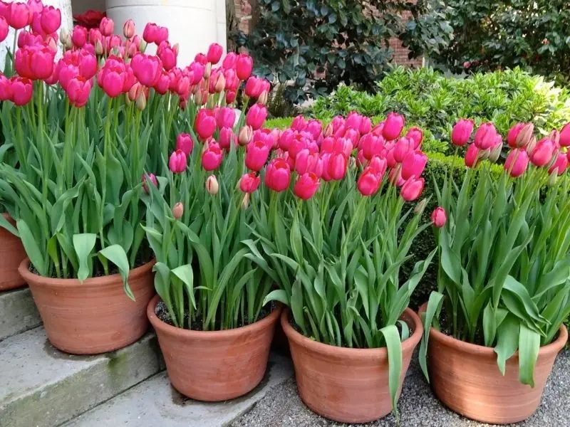 Phong cảnh vườn hoa tulip sặc sỡ, nét chấm phá hoàn hảo của thiên nhiên. Phong cảnh vườn hoa tulip sặc sỡ, nét chấm phá hoàn hảo của thiên nhiên.