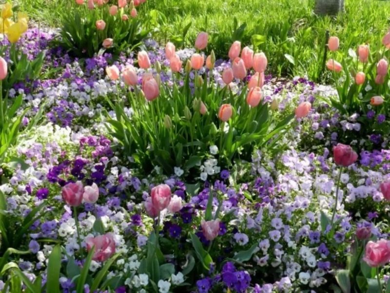 Cánh đồng tulip rực rỡ, phong cảnh lý tưởng cho người yêu thiên nhiên. Cánh đồng tulip rực rỡ, phong cảnh lý tưởng cho người yêu thiên nhiên.