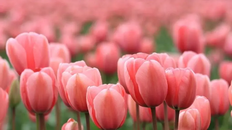 Cánh đồng tulip rực rỡ tạo nên không gian lãng mạn và nên thơ. Cánh đồng tulip rực rỡ tạo nên không gian lãng mạn và nên thơ.