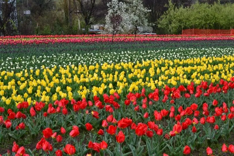 Phong cảnh vườn hoa tulip sặc sỡ với sắc hoa hài hòa giữa thiên nhiên. Phong cảnh vườn hoa tulip sặc sỡ với sắc hoa hài hòa giữa thiên nhiên.