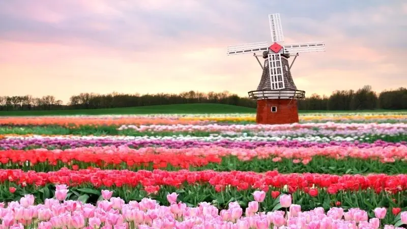 Phong cảnh vườn hoa tulip sặc sỡ, nơi sắc màu ngập tràn không gian. Phong cảnh vườn hoa tulip sặc sỡ, nơi sắc màu ngập tràn không gian.