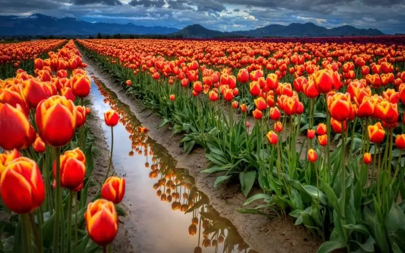 Phong cảnh vườn hoa tulip sặc sỡ với cánh đồng hoa rực rỡ trong nắng. Phong cảnh vườn hoa tulip sặc sỡ với cánh đồng hoa rực rỡ trong nắng.