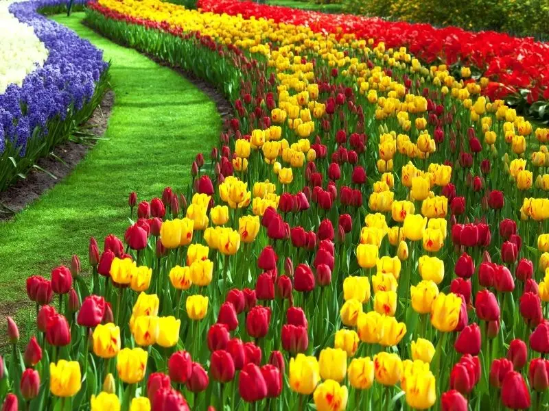 Cánh đồng tulip rực rỡ tựa bức tranh sống động của tự nhiên. Cánh đồng tulip rực rỡ tựa bức tranh sống động của tự nhiên.