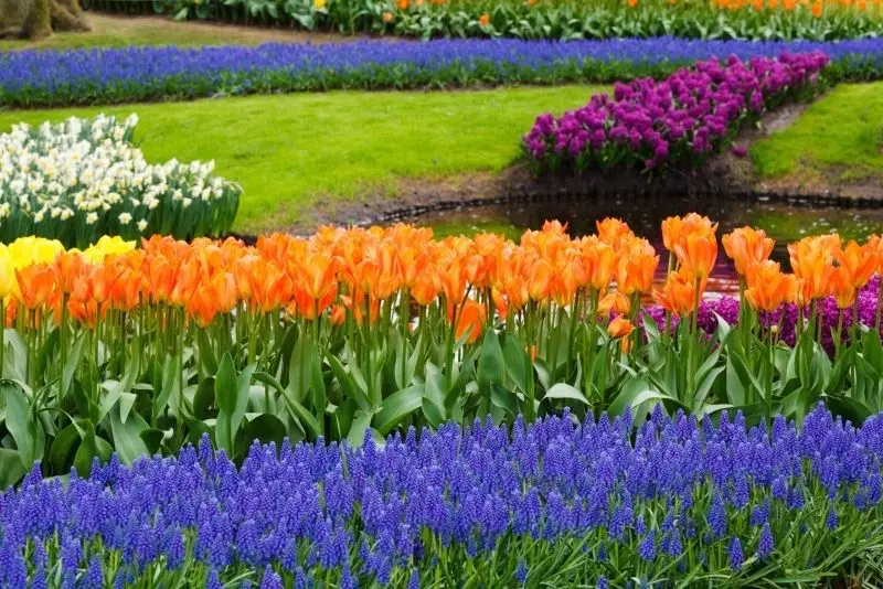 Vườn hoa tulip sặc sỡ giữa cánh đồng rực rỡ, nơi sắc màu hội tụ. Vườn hoa tulip sặc sỡ giữa cánh đồng rực rỡ, nơi sắc màu hội tụ.