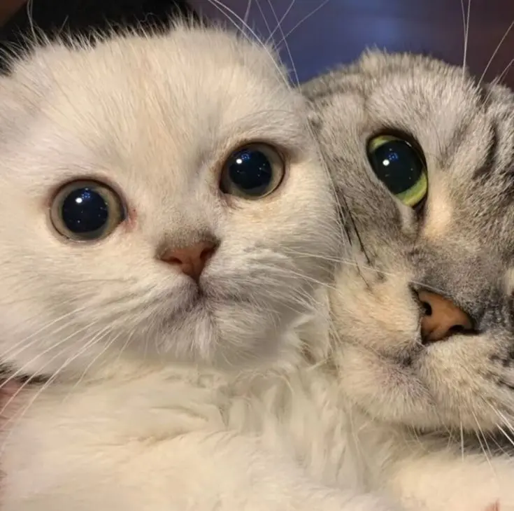 Ảnh avatar đôi cute, làm sáng bừng tài khoản của bạn!