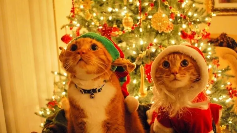Tăng không khí Noel với avatar giáng sinh mèo cute nhất Tăng không khí Noel với avatar giáng sinh mèo cute nhất