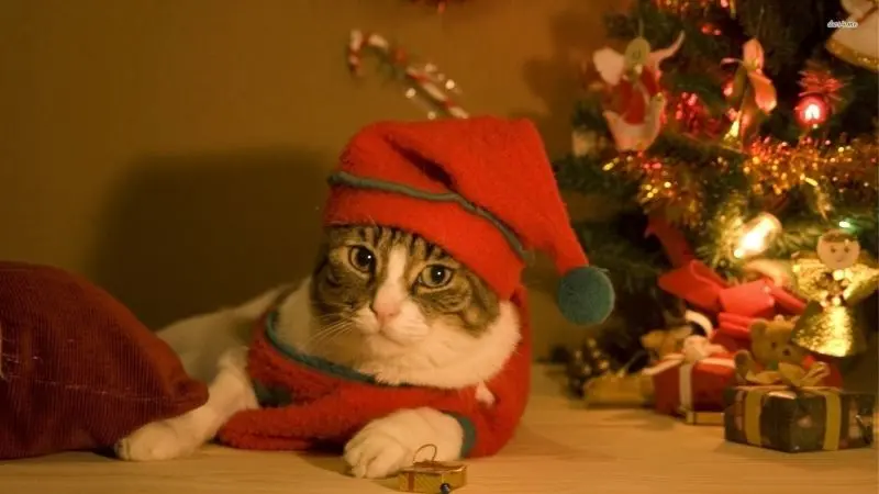 Avatar giáng sinh mèo, sự lựa chọn không thể thiếu dịp Noel Avatar giáng sinh mèo, sự lựa chọn không thể thiếu dịp Noel
