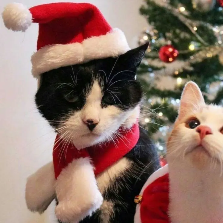 Chọn ngay avatar giáng sinh mèo để đón Noel tràn ngập niềm vui Chọn ngay avatar giáng sinh mèo để đón Noel tràn ngập niềm vui