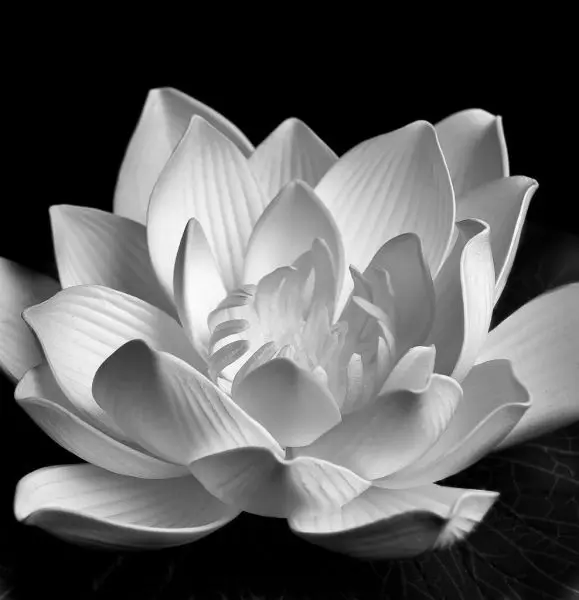 Hình ảnh đám tang buồn, tượng trưng cho nỗi nhớ không nguôi Hình ảnh đám tang buồn, tượng trưng cho nỗi nhớ không nguôi