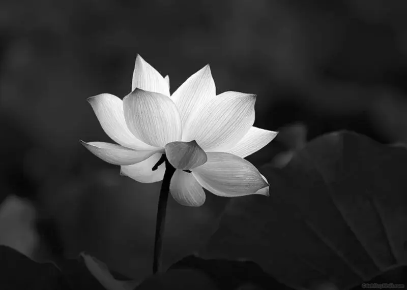 Ảnh buồn đám tang, tượng trưng cho nỗi đau và lòng tri ân Ảnh buồn đám tang, tượng trưng cho nỗi đau và lòng tri ân