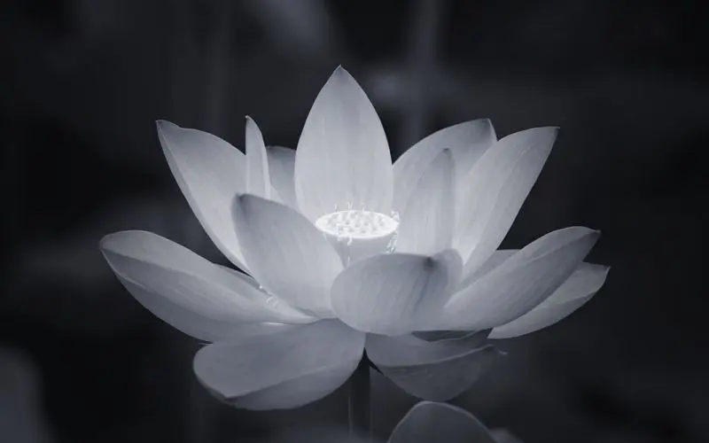 Ảnh đại diện đám tang, mang lại sự tĩnh lặng và sâu lắng Ảnh đại diện đám tang, mang lại sự tĩnh lặng và sâu lắng