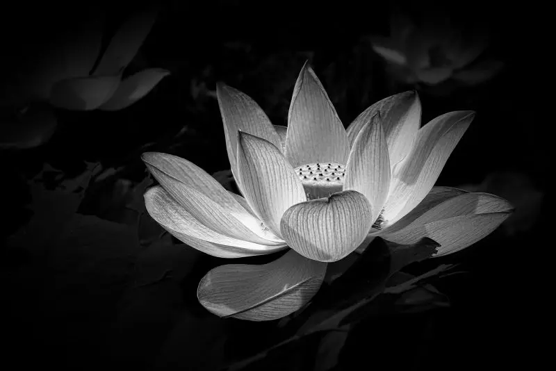 Hình nền buồn đám tang, tượng trưng cho sự chia ly và nhớ nhung Hình nền buồn đám tang, tượng trưng cho sự chia ly và nhớ nhung